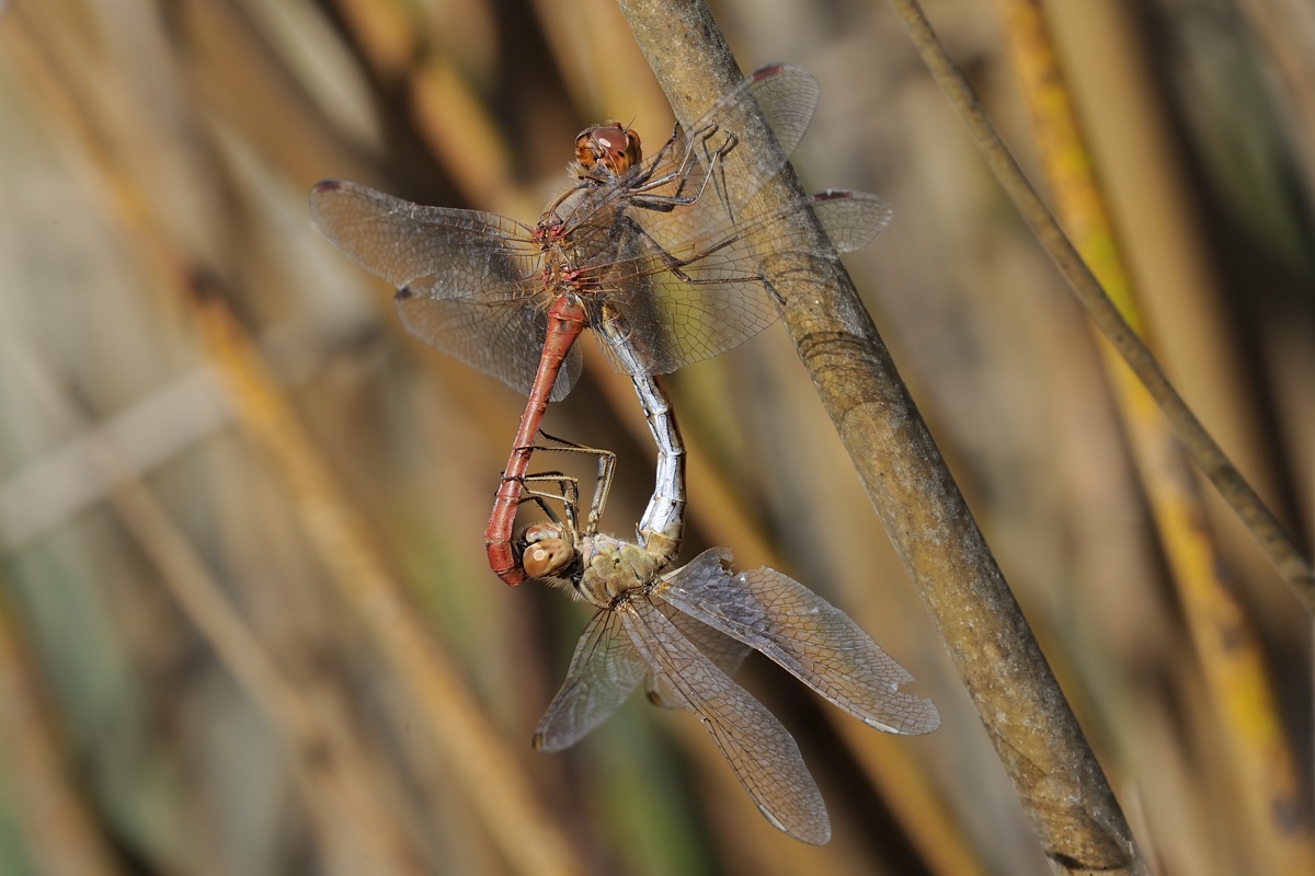 Accoppiamento da ID: Sympetrum vulgatum !